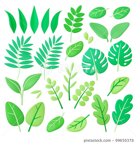 Green 3d foliage, tropical leaves summer spring season. Decorative plants, leaf tree and branch. Exotic and garden plant. Organic pithy vector graphic clipart Green 3d foliage, tropical leaves summer spring season. Decorative plants, leaf tree and branch. Exotic and garden plant. Organic pithy vector graphic clipart 99650378