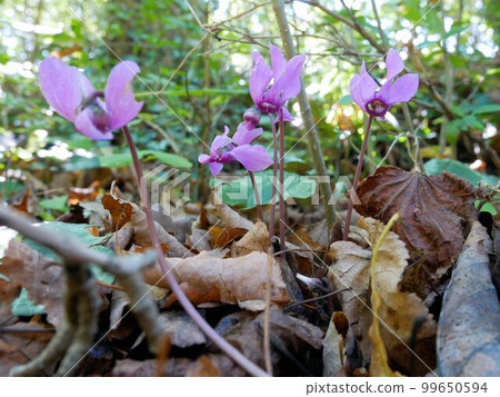 仙客來 purpurascens(瑞士) 仙客來 purpurascens(瑞士) 99650594