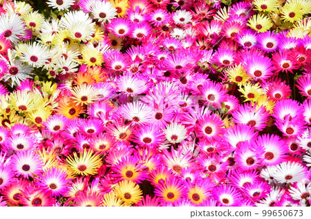 Livingston Daisy 99650673