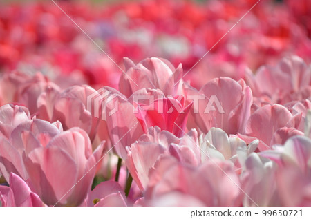 粉色鬱金香 粉色鬱金香 99650721