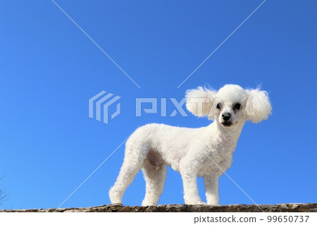 Bailey，一隻白色的玩具貴賓犬，在藍天下舒適地凝視著♡ 99650737