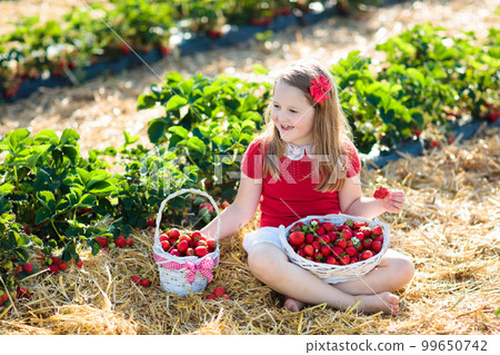 Kids pick strawberry on berry field in summer 99650742