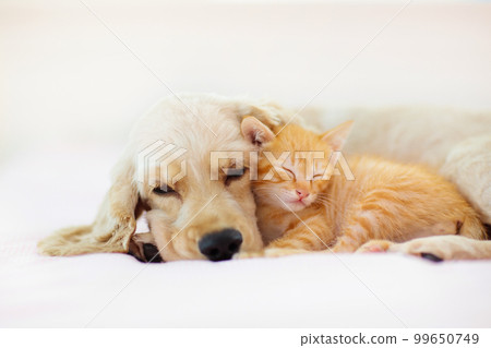 Cat and dog sleeping. Puppy and kitten sleep. 99650749