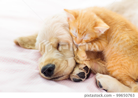 Cat and dog sleeping. Puppy and kitten sleep. 99650763