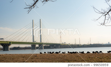 Sachikon大橋和野鳥 99650959