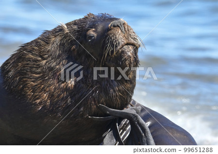 Male Sea Lion , Patagonia, Argentina 99651288