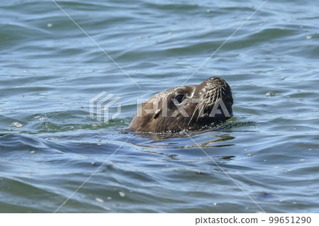 Female Sea Lion, Peninsula Valdes, Patagonia, Argentina 99651290