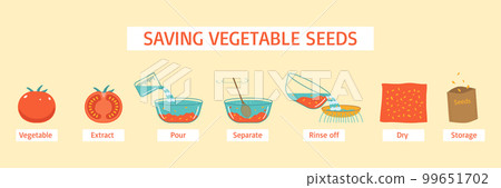 Saving Vegetable Seeds Diagram 99651702