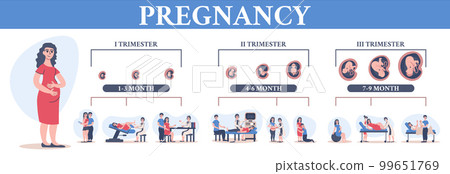 Timeline Of Pregnancy Composition Timeline Of Pregnancy Composition 99651769