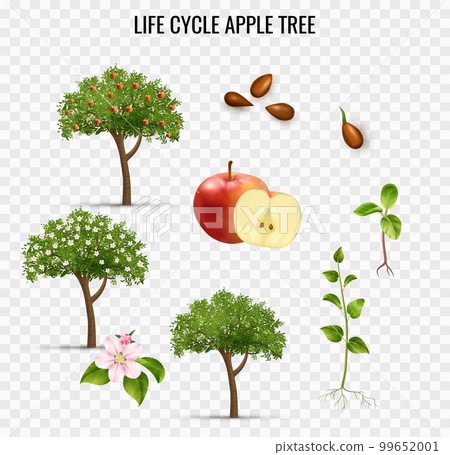 Apple Life Cycle Transparent Set Apple Life Cycle Transparent Set 99652001