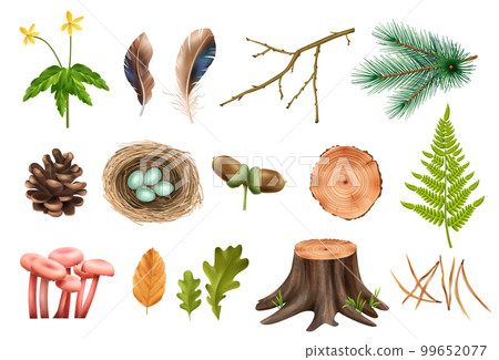 Realistic Forest Icons Collection 99652077