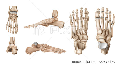 Foot Bones Anatomy Set 99652179