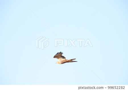 A crow A crow 99652282