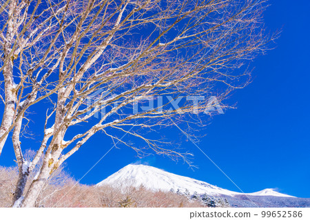 (Shizuoka Prefecture) A view of the summit of Mt. Fuji from the Mt. Fuji Skyline Nishiusuzuka parking lot on a snowy morning (Shizuoka Prefecture) A view of the summit of Mt. Fuji from the Mt. Fuji Skyline Nishiusuzuka parking lot on a snowy morning 99652586