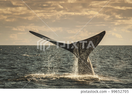 Whale jumping behavior in Peninsula Valdes  99652705
