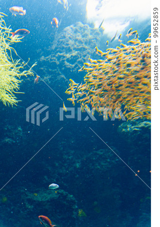 熱帶水族館 熱帶水族館 99652859