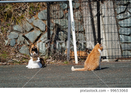 Local cat Kijitora White father, brown white mother, calico cat older sister Local cat Kijitora White father, brown white mother, calico cat older sister 99653068