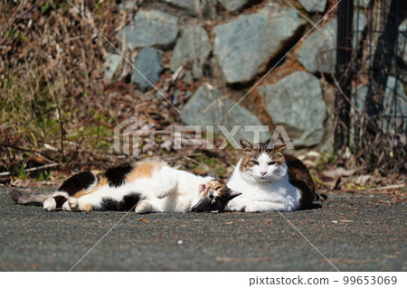Local cat Kijitora White father, brown white mother, calico cat older sister Local cat Kijitora White father, brown white mother, calico cat older sister 99653069