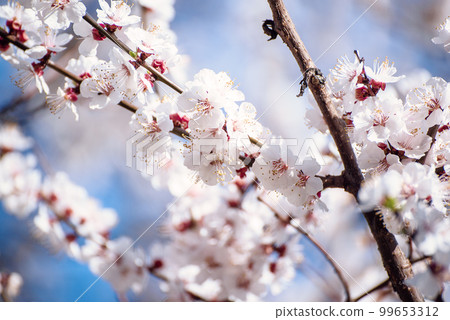 Apricot tree blossoms 99653312