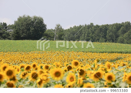向日葵之鄉的向日葵 99653380