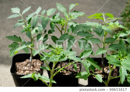 番茄幼苗 99653817