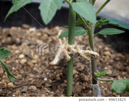 引種菜苗 引種菜苗 99653825