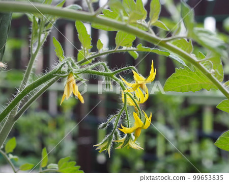 Tomato flowers 99653835