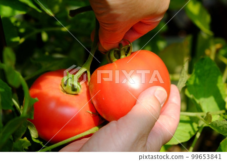 Harvest of ripe tomatoes on the tree 99653841