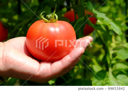 Harvest of ripe tomatoes on the tree Harvest of ripe tomatoes on the tree 99653842