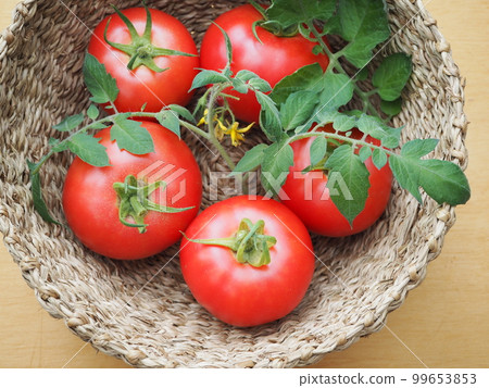 Tomato Tomato 99653853