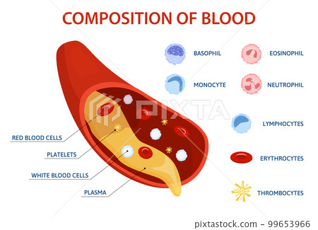 Blood Composition Flat Infographics 99653966