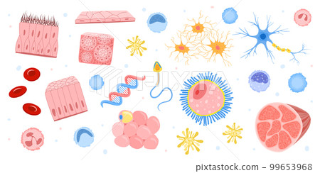 Human Cells Bacteria Set Human Cells Bacteria Set 99653968