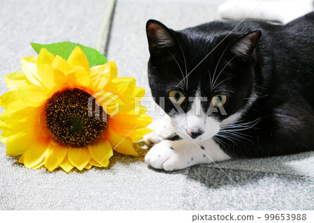 向日葵和貓 99653988
