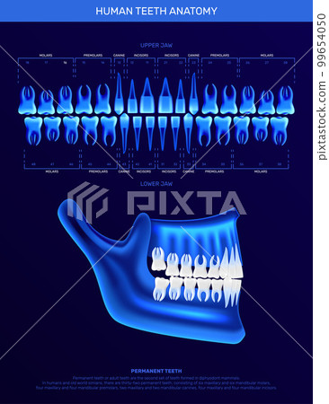Human Teeth Realistic Infographics Human Teeth Realistic Infographics 99654050