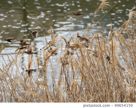 Many sparrows in withered reeds 99654150