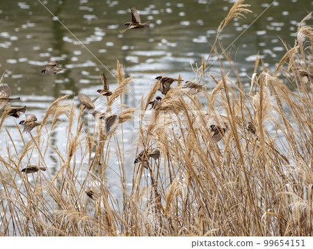 Many sparrows in withered reeds 99654151