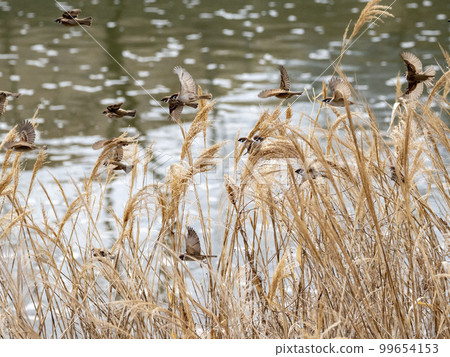 Many sparrows in withered reeds 99654153