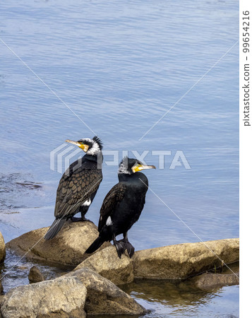 鸕鶿在河中的岩石上休息 99654216