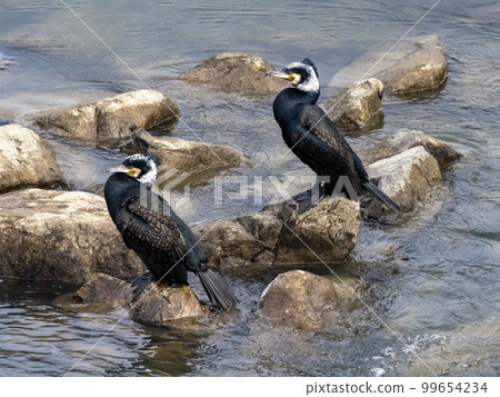 鸕鶿在河中的岩石上休息 99654234