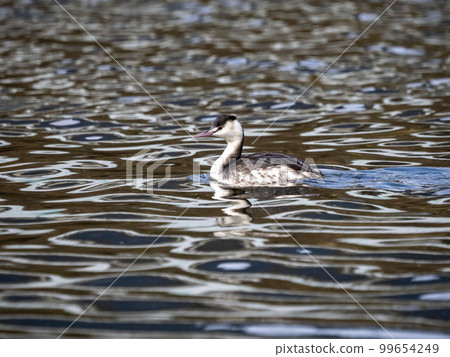 Great crested grebe in winter plumage on a river 99654249