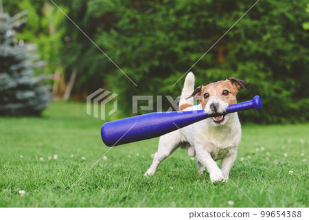 Dog holding in mouth kid's baseball bat trying to make swing. Funny baseball player on grass Dog holding in mouth kid's baseball bat trying to make swing. Funny baseball player on grass 99654388
