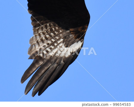 The pattern of the left wing of "Tobi". 99654583