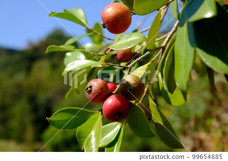 草莓番石榴 99654885