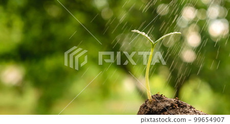Spray drops water plant sprout soil plant seedling sprout. Watering seedling growing sprout. Young plant earth environment day earth garden background growth green garden rain drop green seedling soil 99654907