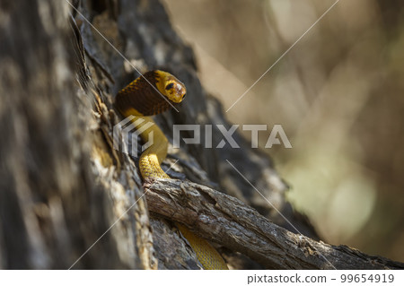 Cape cobra in Kgalagadi transfrontier park, South Africa 99654919