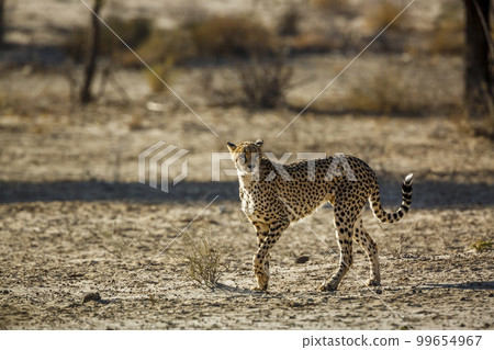 Cheetah in Kgalagadi transfrontier park, South Africa Cheetah in Kgalagadi transfrontier park, South Africa 99654967