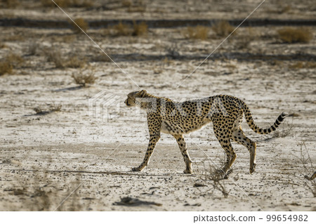 Cheetah in Kgalagadi transfrontier park, South Africa Cheetah in Kgalagadi transfrontier park, South Africa 99654982