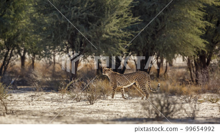 Cheetah in Kgalagadi transfrontier park, South Africa 99654992