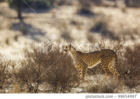 Cheetah in Kgalagadi transfrontier park, South Africa Cheetah in Kgalagadi transfrontier park, South Africa 99654997