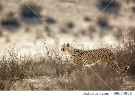 Cheetah in Kgalagadi transfrontier park, South Africa Cheetah in Kgalagadi transfrontier park, South Africa 99654998